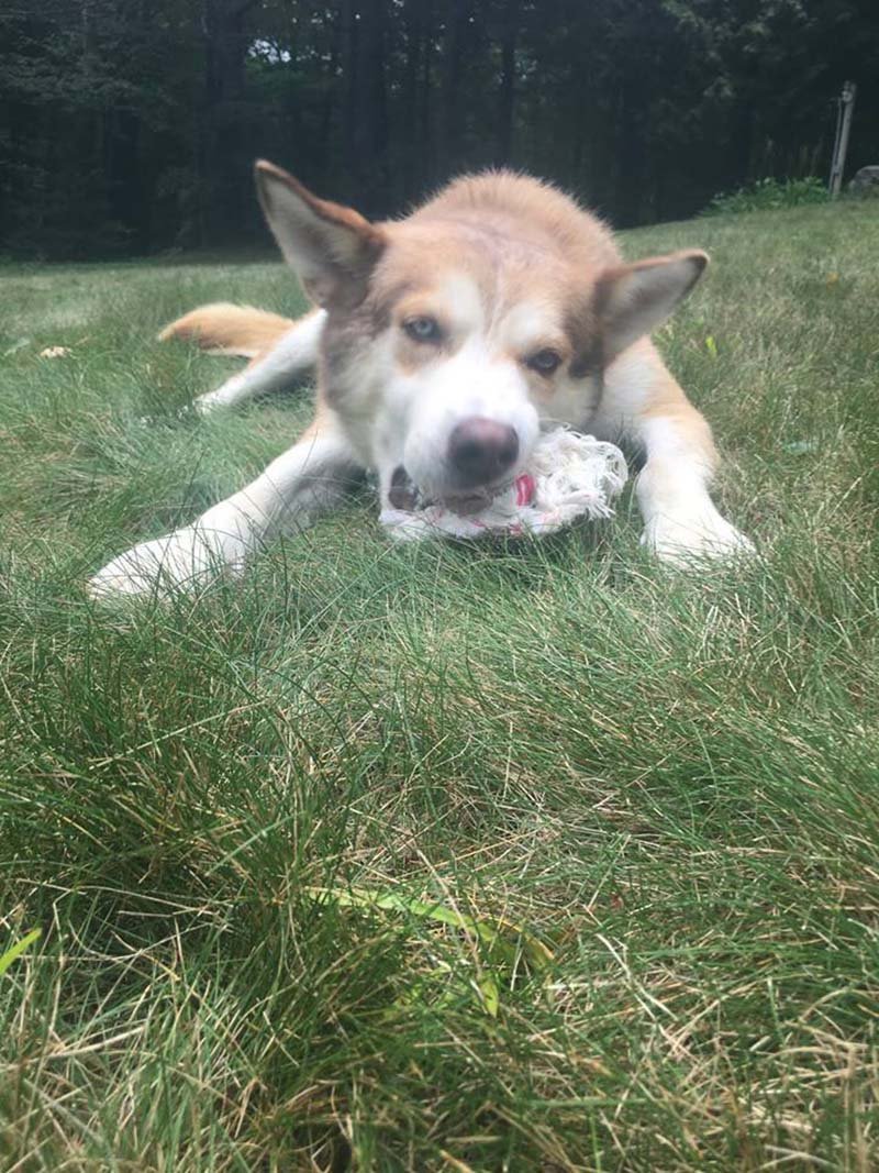 Perro viejo es feliz