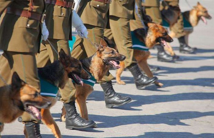 Perros policiales