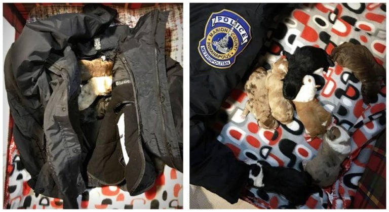 Policía rescató a siete cachorros a punto de congelarse y se quitó su chaqueta para mantenerlos calientes