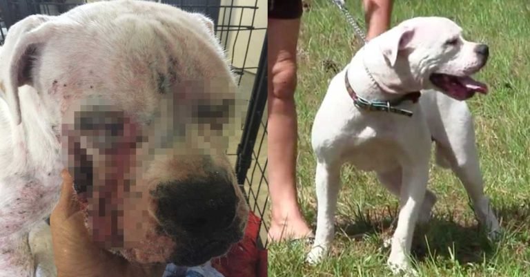 Este pit bull sin hogar se encontraba muy mal, pero fue rescatado por la policía y ha tenido una estupenda recuperación