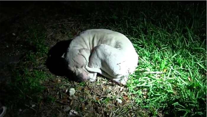 Este pit bull sin hogar se encontraba muy mal, pero fue rescatado por la policía y ha tenido una estupenda recuperación 1 Powder estaba acurrucado