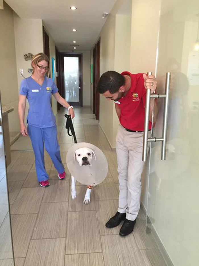 Este pit bull sin hogar se encontraba muy mal, pero fue rescatado por la policía y ha tenido una estupenda recuperación 2 Powder saliendo del hospital