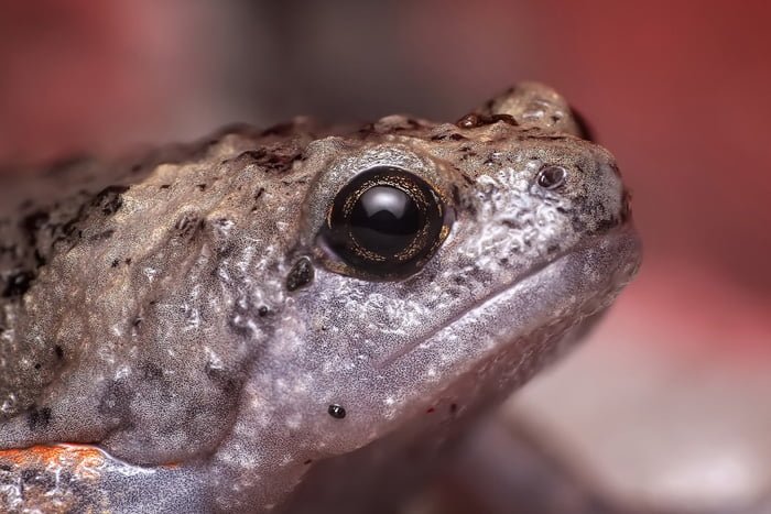 Las ranas adultas suelen llevar una dieta carnívora y se alimentan de pequeños invertebrados Las ranas adultas suelen llevar una dieta carnívora y se alimentan de pequeños invertebrados