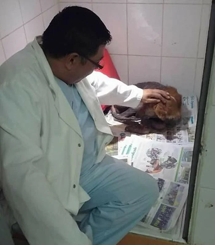 Sal recibe atención veterinaria
