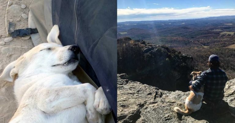 Infante de marina encontró a un perro sin hogar en Afganistán y desde ese momento son inseparables