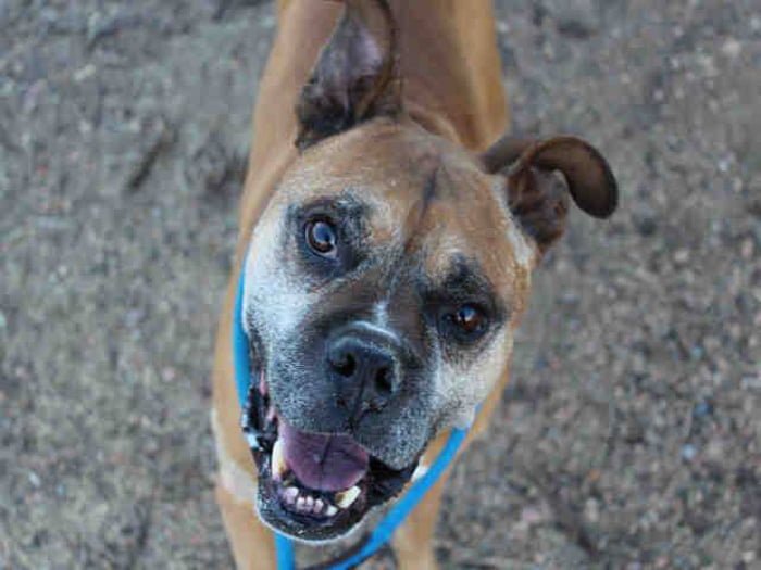 Willy, el último perro en ser adoptado