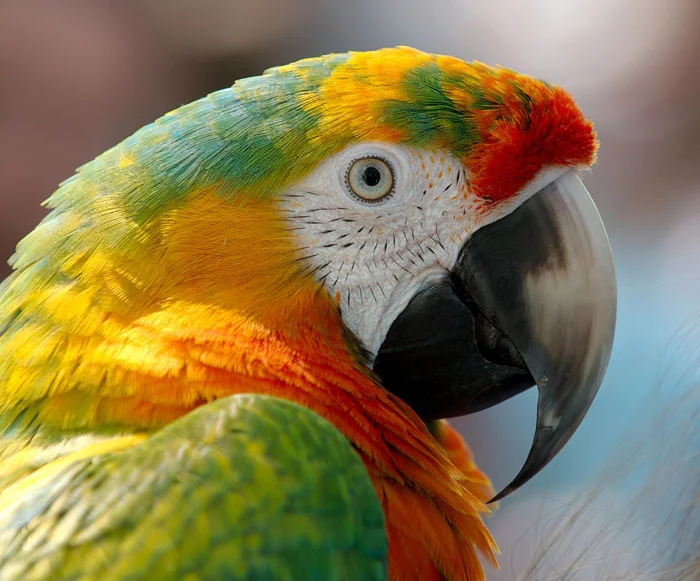 Guacamayo