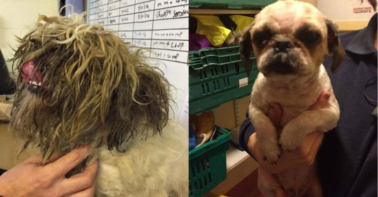 Este perro estaba tan descuidado que no podía moverse o ver, pero fue rescatado