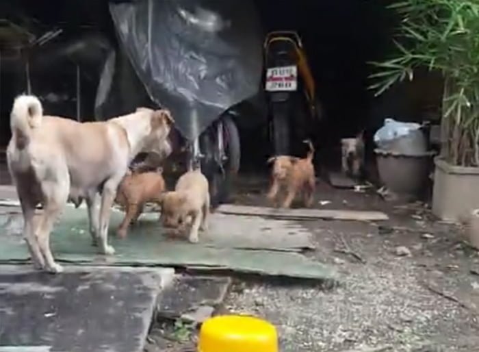 madre y sus cachorros madre y sus cachorros