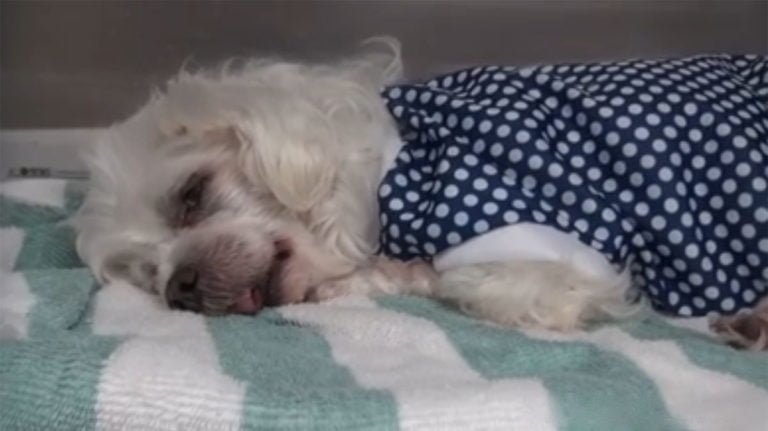 Esta perrita estaba muy triste porque su familia la abandonó para irse a viajar