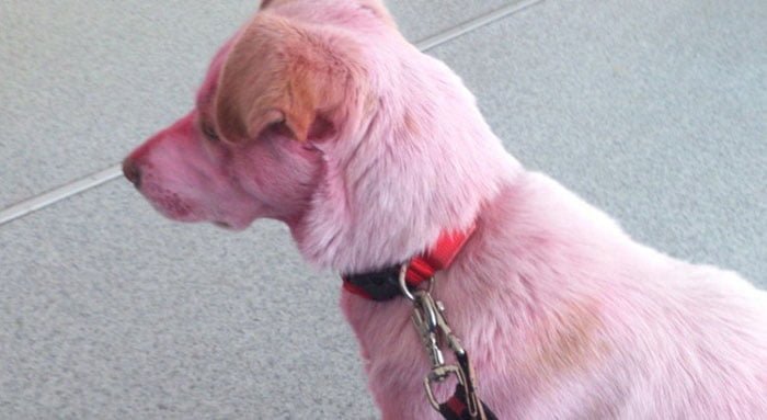 Perro color rosa