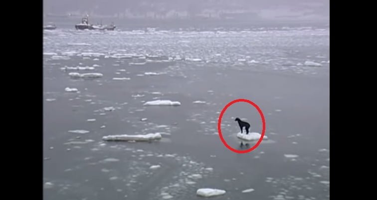 Perro en iceberg