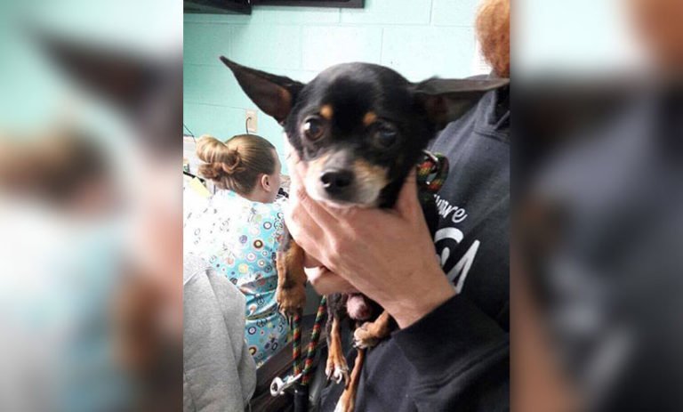 El padre humano de este perro falleció y los parientes decidieron abandonarlo en un bosque para que se valiera por si mismo