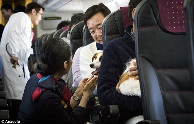 Aerolínea permite viajar con perros