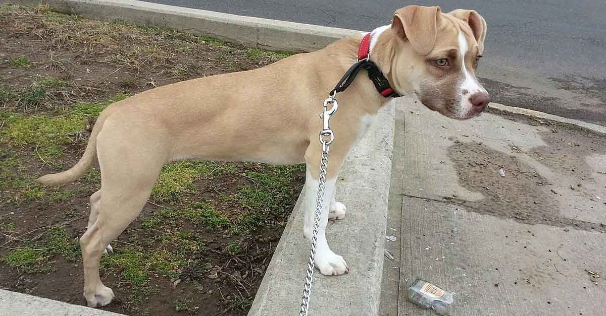 American Pitbull Terrier, curiosidades, características y cuidados