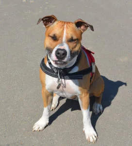 American Staffordshire terrier