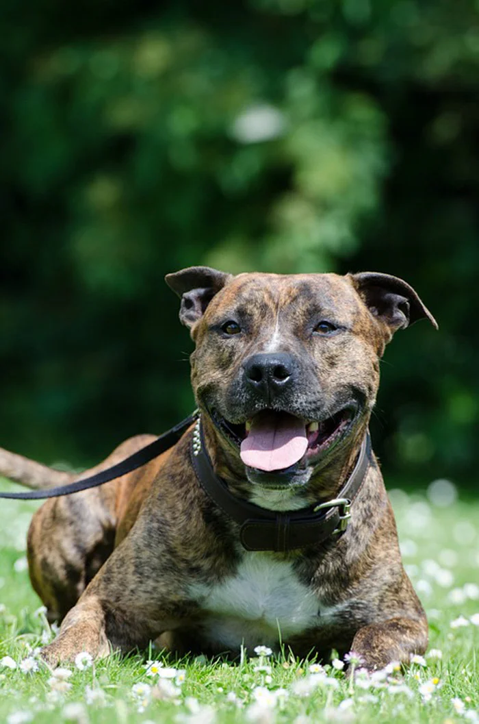  American Staffordshire terrier - razas de perros