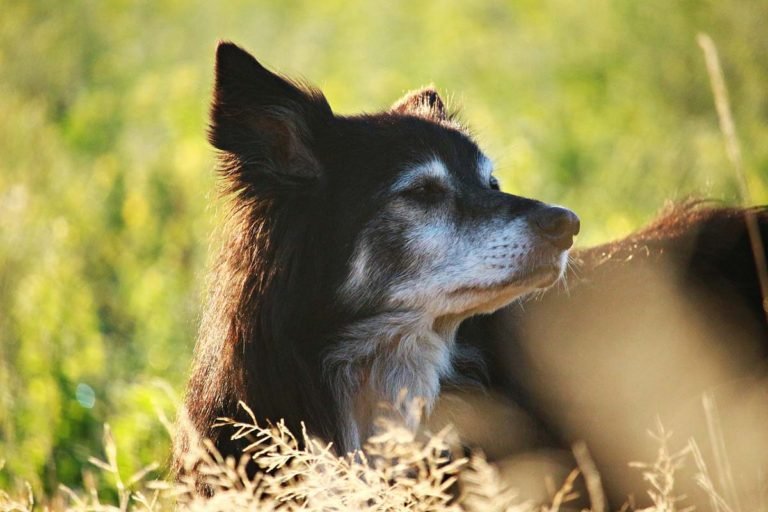 Lo que debes saber sobre la artritis en perros, causas, tratamientos, síntomas y recomendaciones
