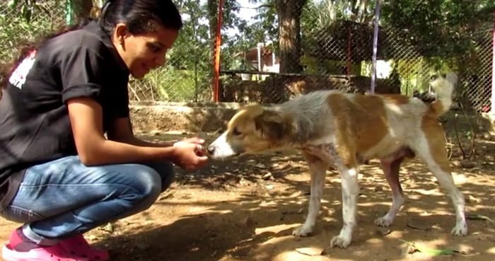 Asha es una perra muy adorable