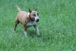 Bull terrier cachorro