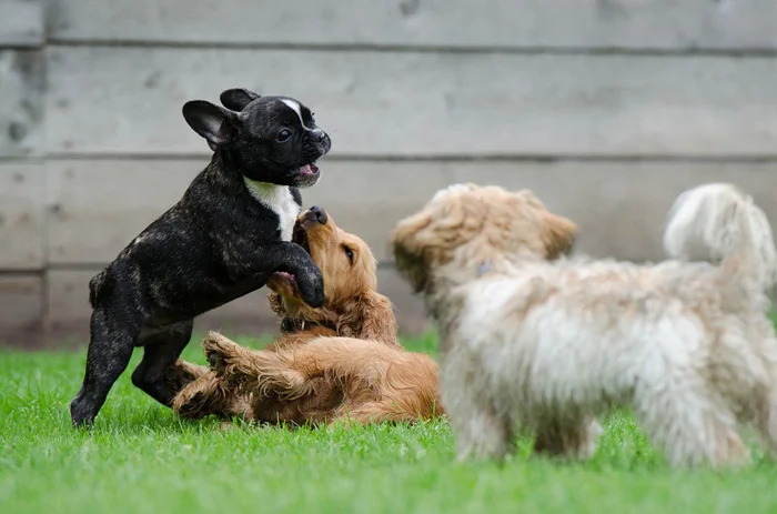 Cachorros
