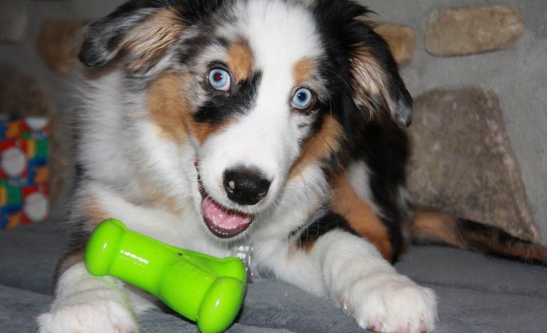 Aprende cómo calmar a un perro hiperactivo
