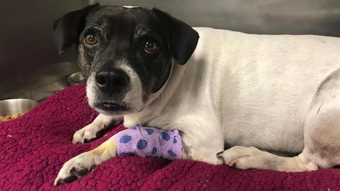 Chica lanza a su perro de un puente