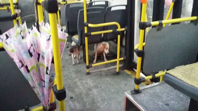 Conductor de autobús protege perros de tormenta