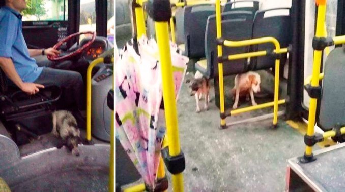 Conductor de autobús recogió a perros sin hogar durante una tormenta en Buenos Aires