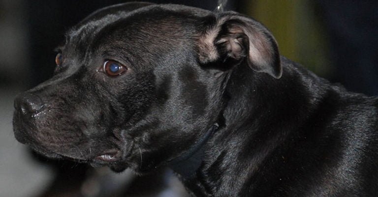 Staffordshire Bull Terrier, cuidados, características y curiosidades
