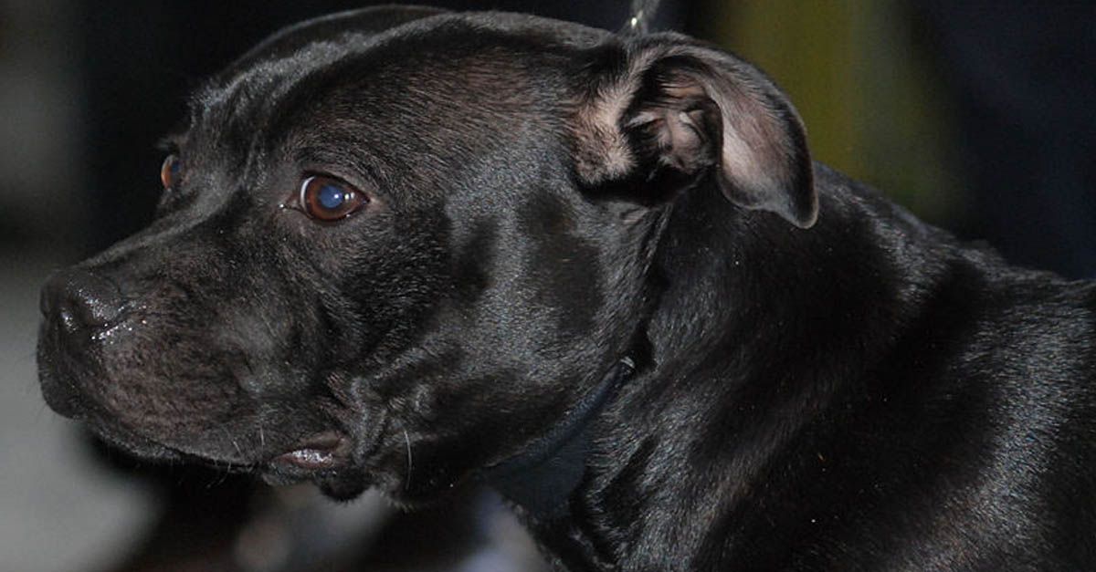 Conoce a la raza Staffordshire Bull Terrier