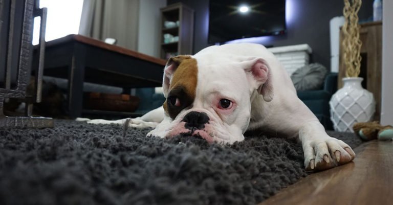 ¿Dejas a tu perro solo en casa? Aquí te explicamos algunos trucos y consejos