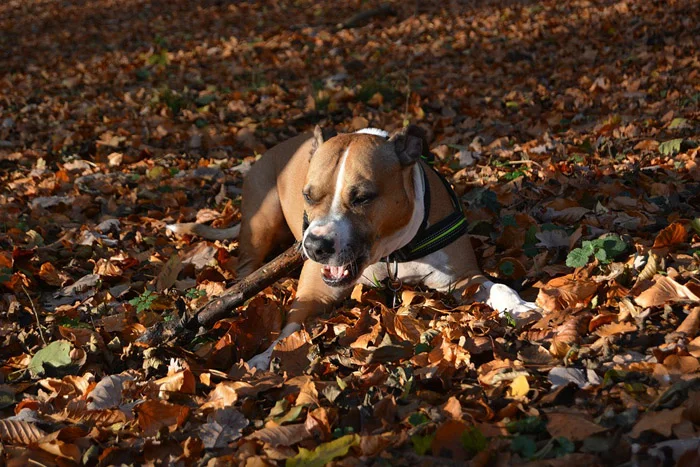 American Staffordshire terrier - tipos de pitbulls