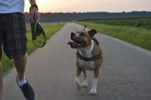 El American Staffordshire terrier