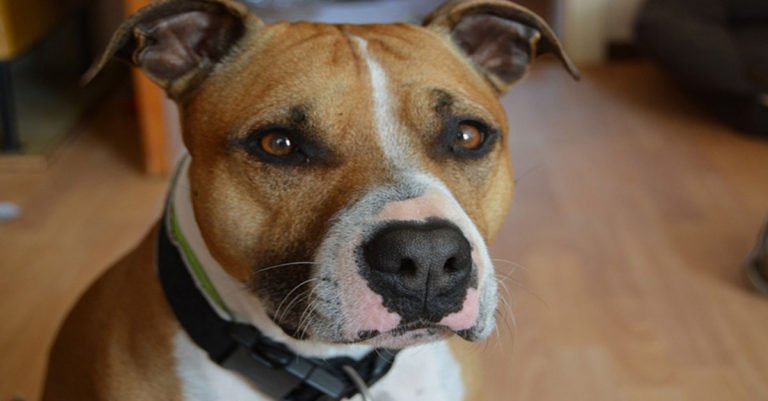 American Staffordshire terrier, curiosidades, características y cuidados