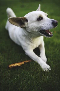 Perros hiperactivos