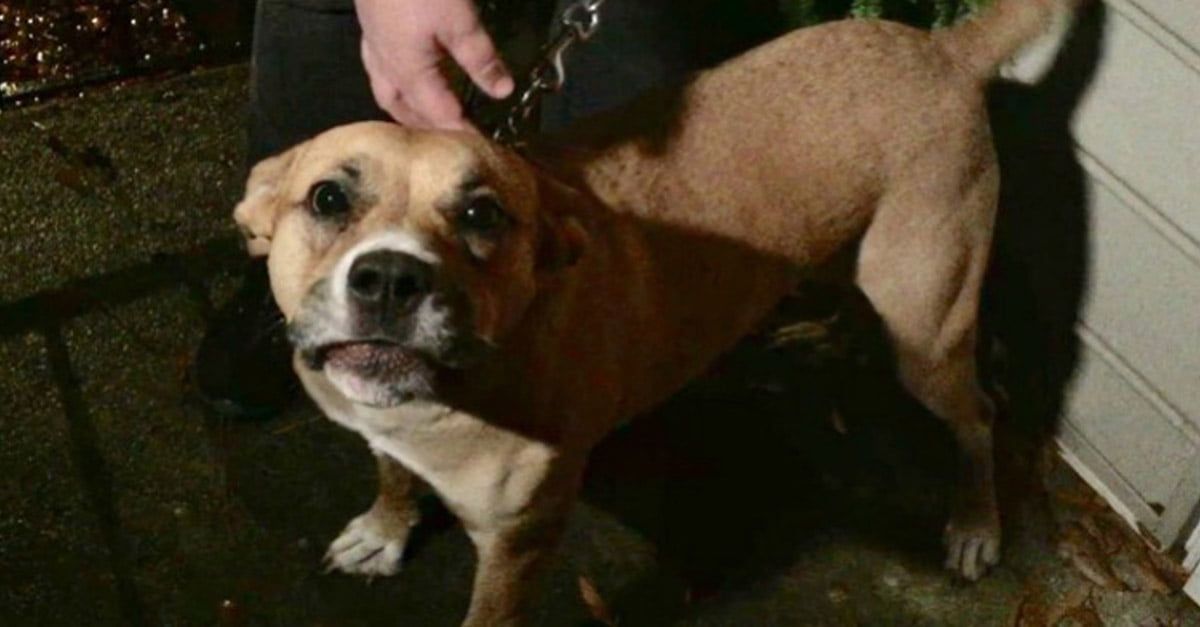 Questo cane eroico rilevata una perdita di gas e salvato la sua famiglia
