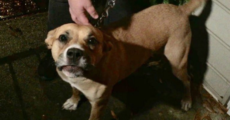Esta perra estuvo a punto de ser sacrificada, pero fue adoptada y salvó a su familia al detectar una fuga de gas