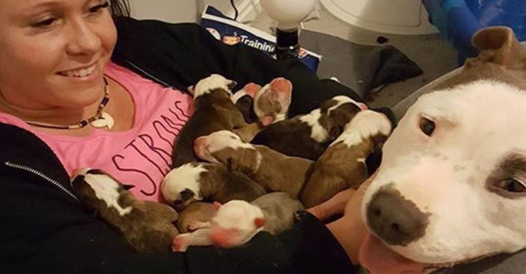 Esta perra rescatada colocó a cada uno de sus cachorros delicadamente en el regazo de su madre de acogida