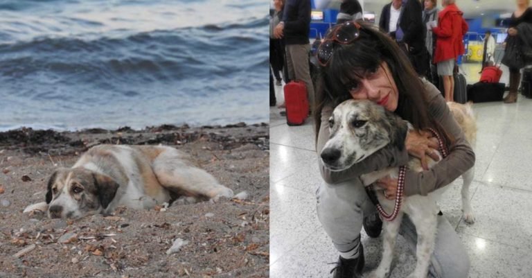 Perrita sin hogar continuó persiguiendo a la gente en la playa hasta que alguien la ayudó