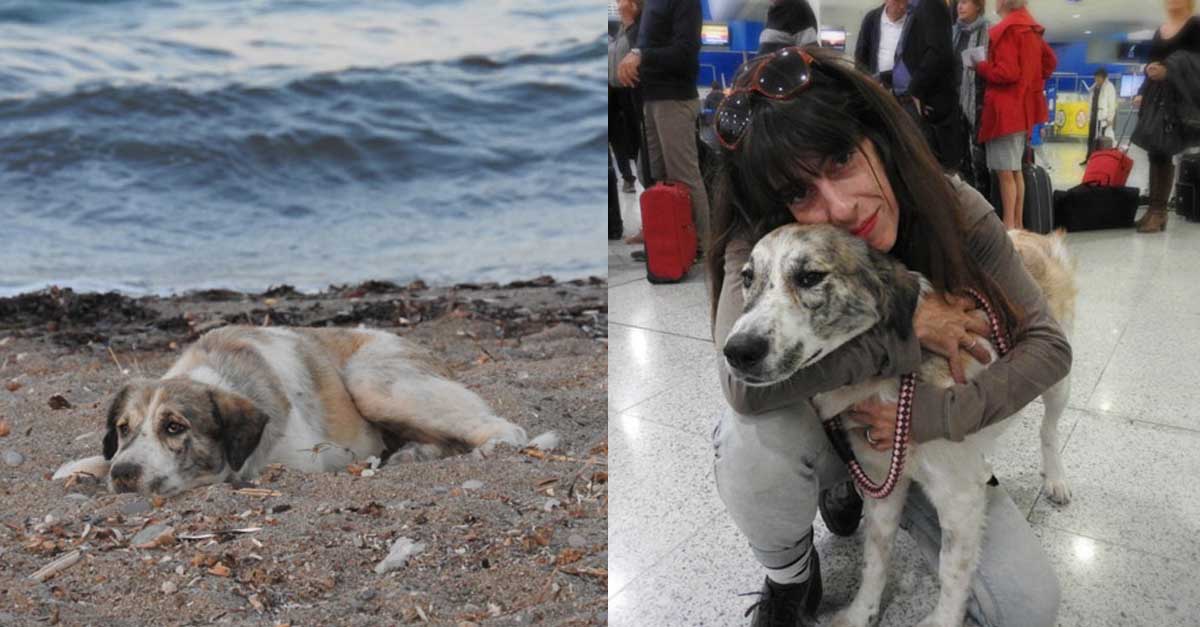Esta perra estaba sola en la playa, pero ahora tiene un hogar para siempre
