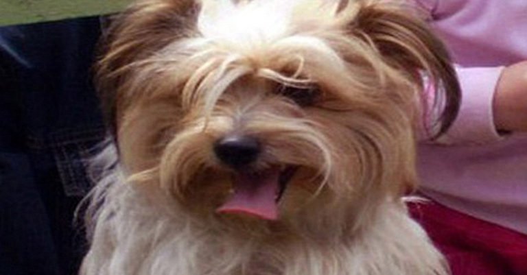 Abandonaron a su perra en un aeropuerto muriendo de frío mientras que ellos salieron de viaje