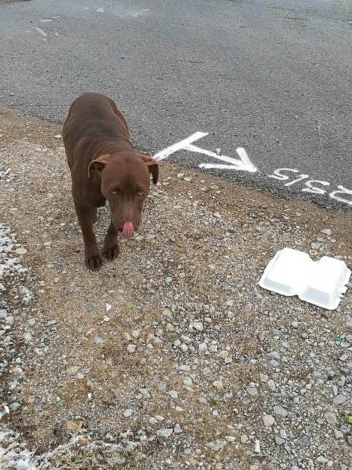 Esta perra leal acompañó a su amigo lesionado durante días