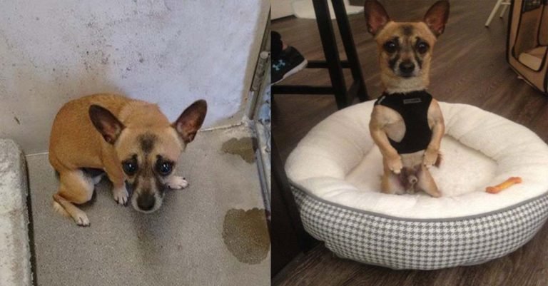 Este perro estaba completamente solo porque decían que era malo, pero encontró a una familia y ahora es muy feliz