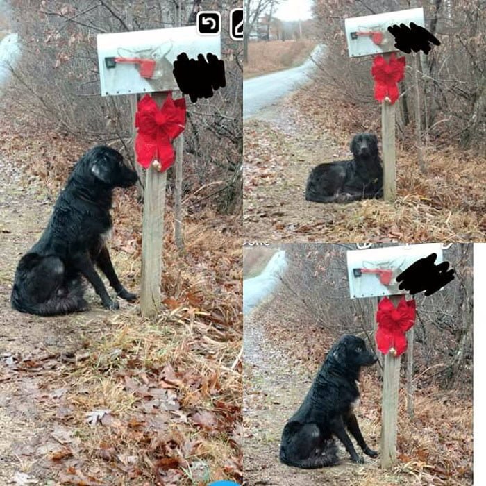 Este perro fue abandonado en un buzón de correo