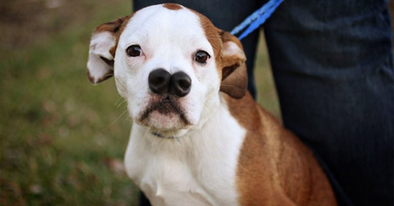 Este perro con «dos narices» fue abandonado por su familia porque se encontraba enfermo, él desea conseguir un nuevo hogar para siempre