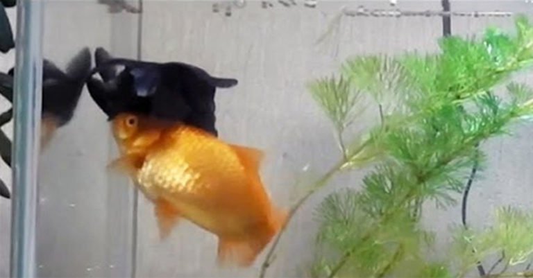 Este adorable pez dorado ayuda a su amigo discapacitado a conseguir el alimento para sobrevivir
