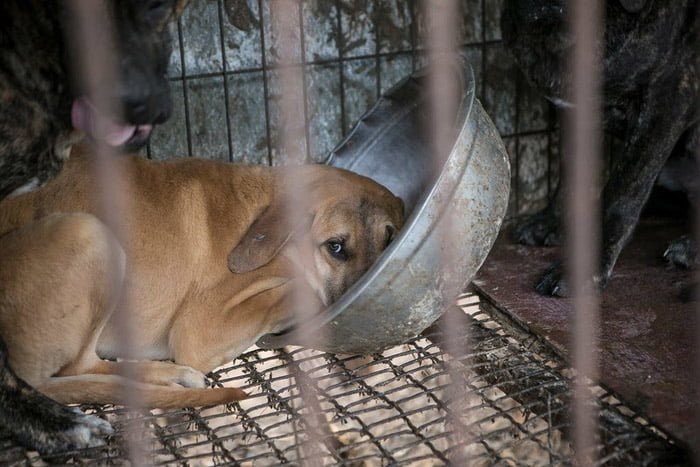 Reacción de un perro rescatado del comercio de carne de perro al obtener su primera cama 10 Estos perros viven en deplorables condiciones