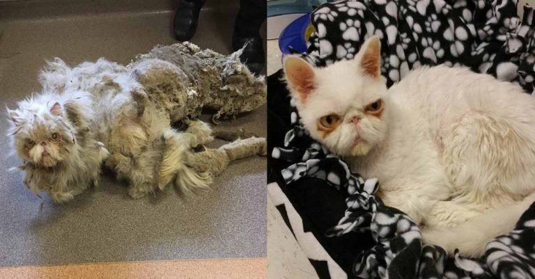 Este gato que tenía cinco libras de pelaje parecía estar arrastrando una alfombra, pero fue rescatado y vivió una impresionante transformación