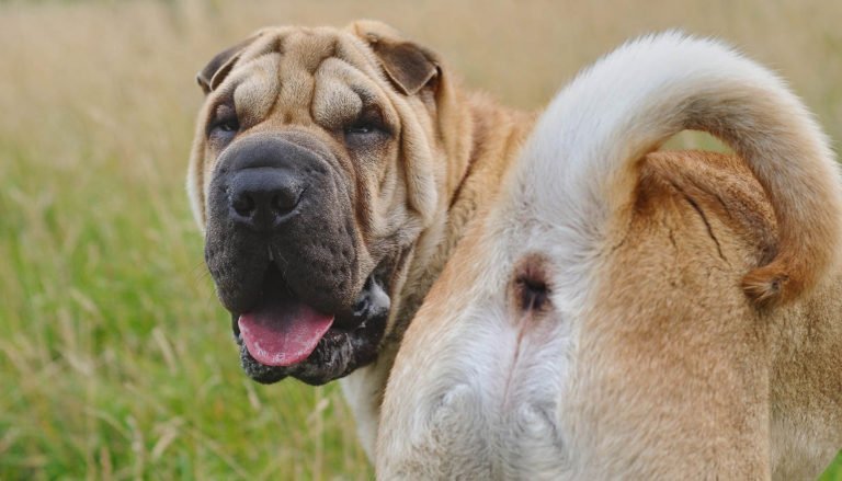 Lo que debes saber sobre las glándulas anales de los perros, recomendaciones
